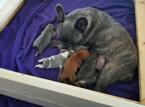 A Frenchie mama took little Oliver in with her own babies. While he couldn't nurse, he still had the comfort of a mama and siblings.