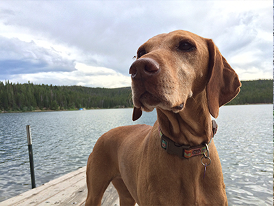 Vizsla Puppies for sale in Wyoming USA